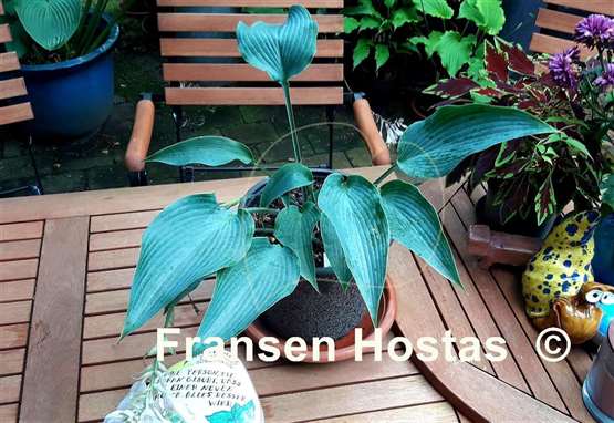 Hosta Mad About Blue